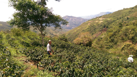 Fairtrade Peru Farm Source: El Palto (JUMARP)