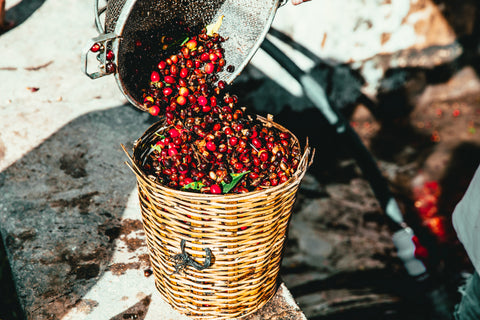 Single Origin Beans